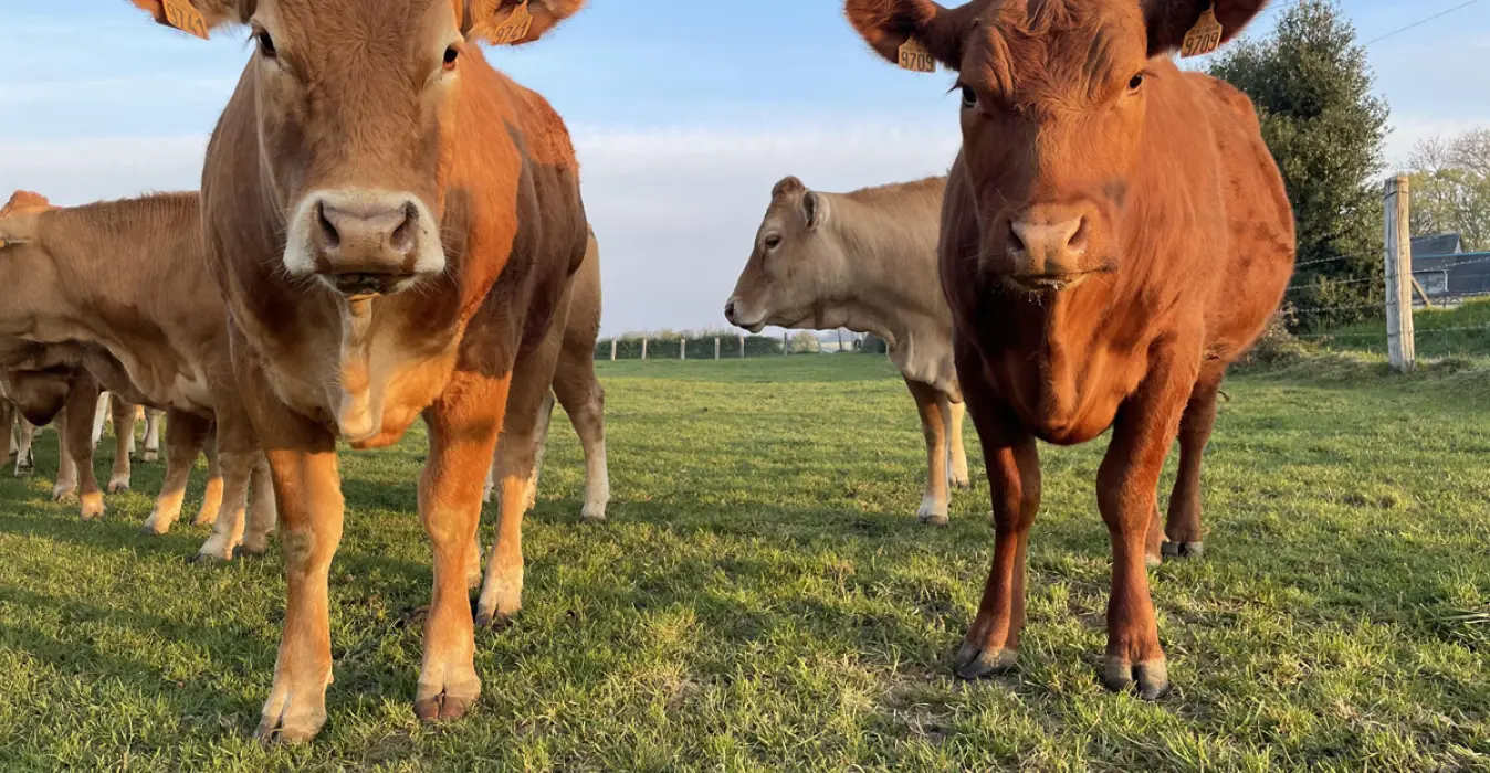 L'élevage du Moulin de Rebets
