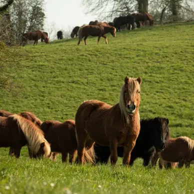 Poney-club de Bois-Guilbert