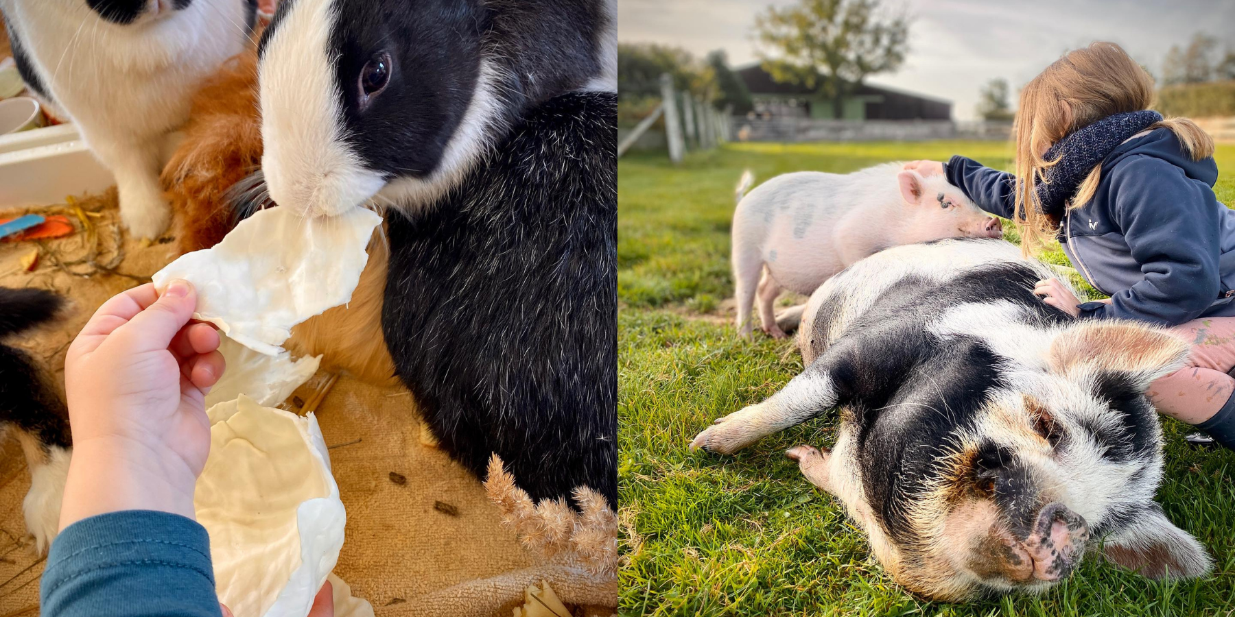 Dessine moi un mouton
