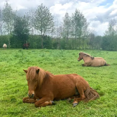 Ferme Equestre de Bois Guilbert
