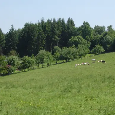 Dans Bois et Plaines