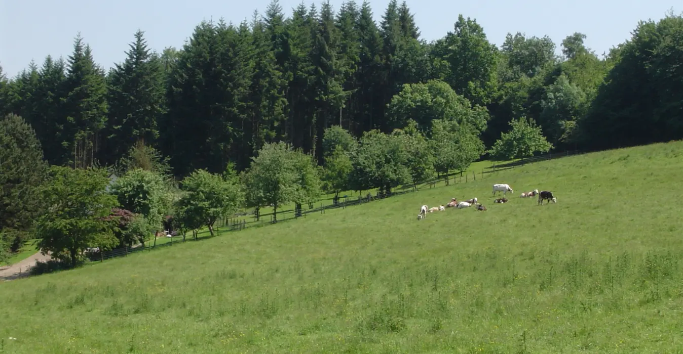 Dans Bois et Plaines
