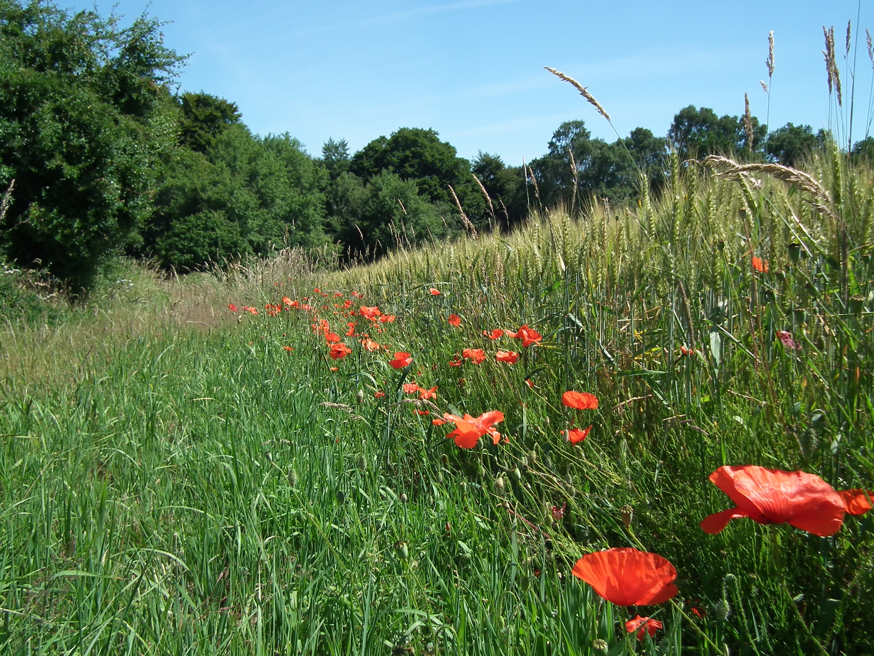 Clères - Suivez le guide !
