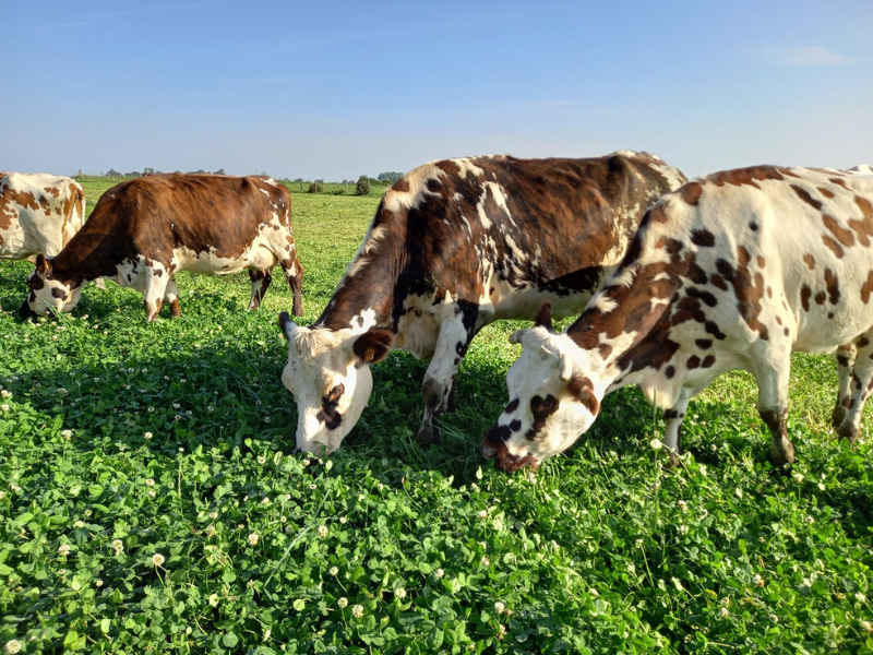 SCEA Planquais / Au petit bonheur d'Emma
