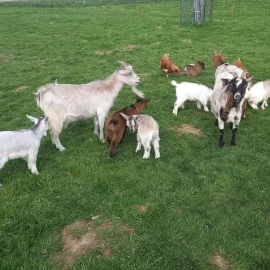 SCEA Planquais / Au petit bonheur d'Emma