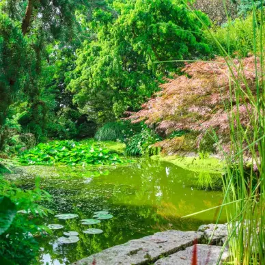 Jardin de Valérianes