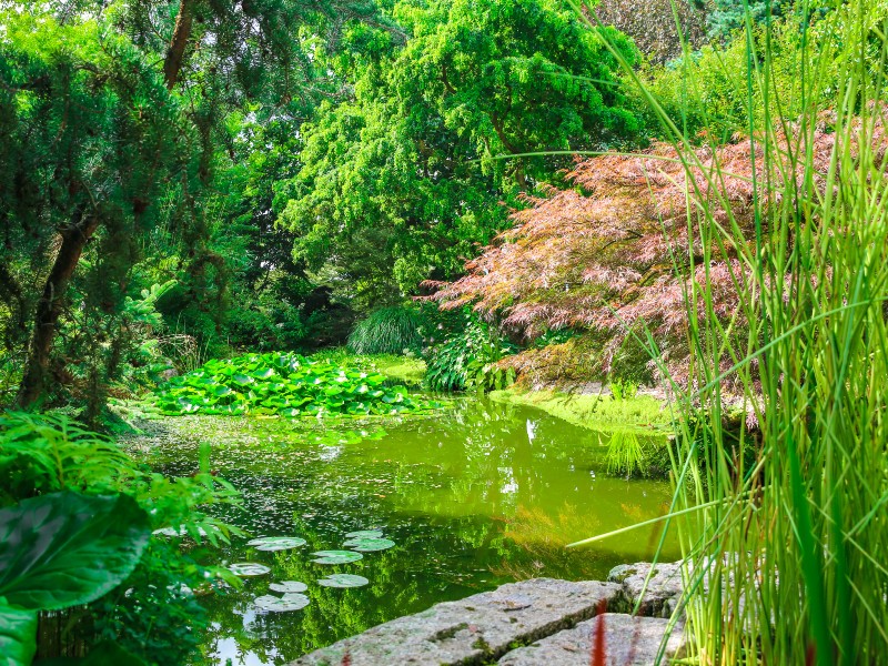 jardin-de-valerianes-sma-mathilde-harel-800x600--10-