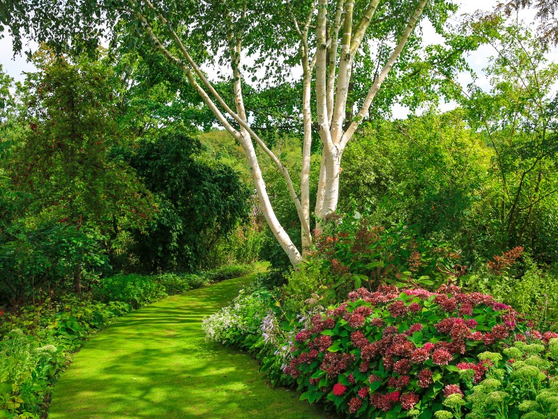 jardin-de-valerianes-sma-mathilde-harel-800x600--9-