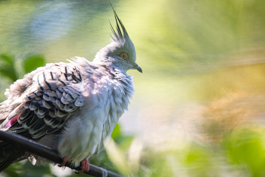 MB-CD76-20-05-25-Illustrations-Parc-de-cleres-48