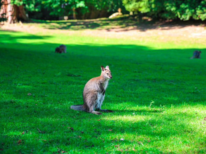 Parc-de-Cleres--SMA--M.Harel