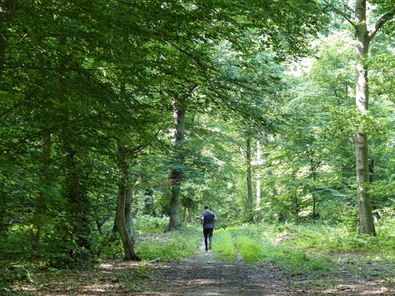 Forêt domaniale de Roumare
