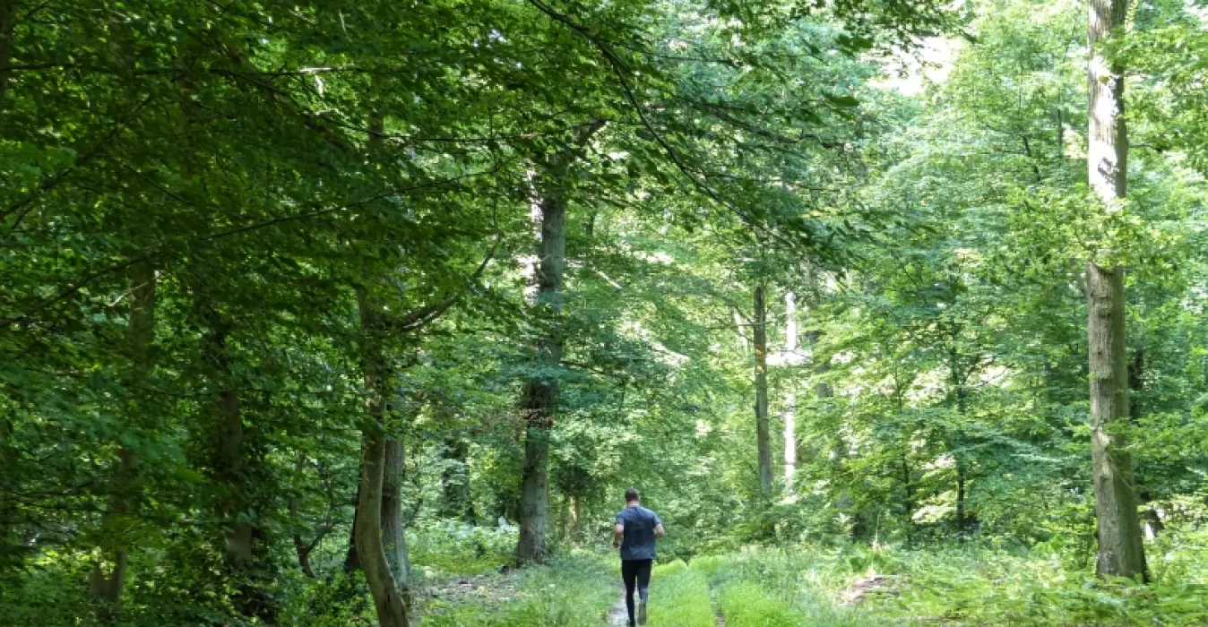 Forêt domaniale de Roumare
