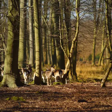 Forêt domaniale de Roumare