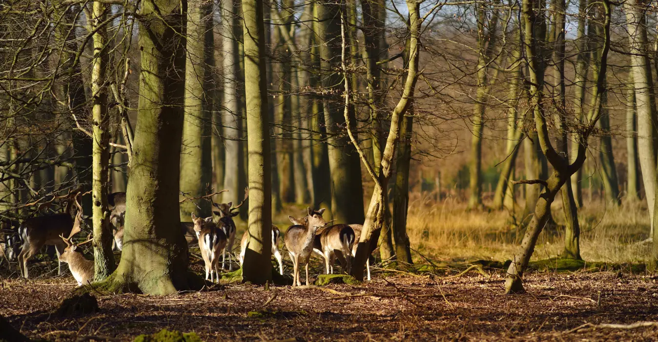 Forêt domaniale de Roumare
