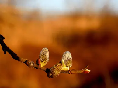 Decouverte-nature-en-famille---Bourgeons