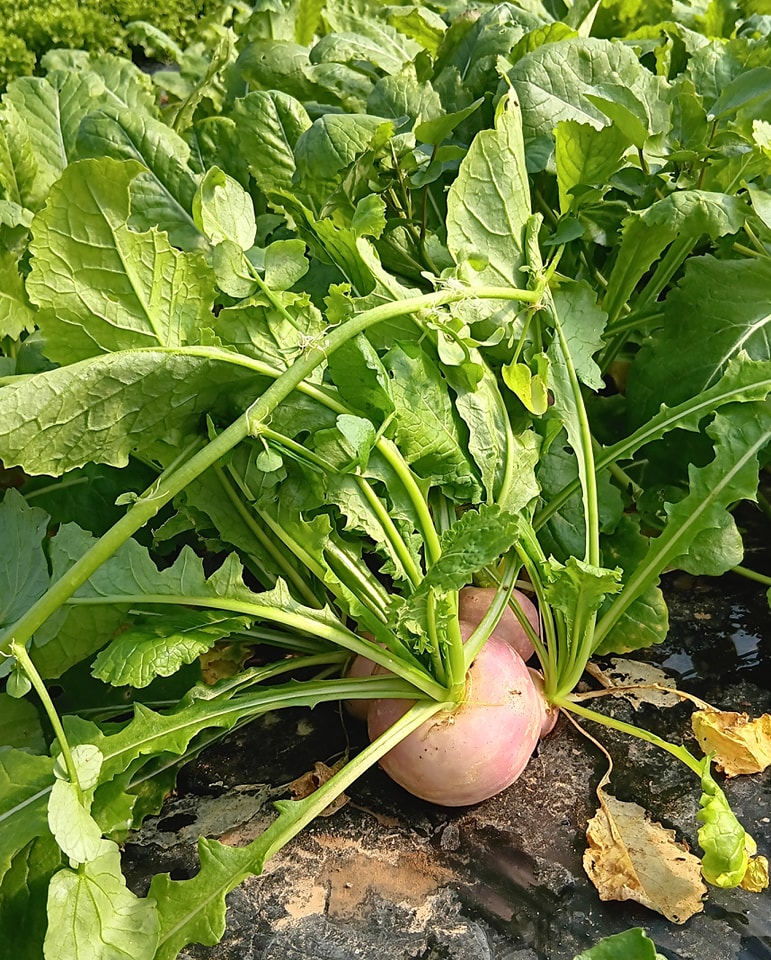 Au Panier de la Ferme

