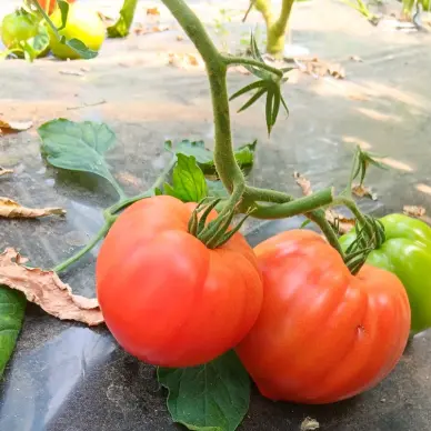 Au Panier de la Ferme