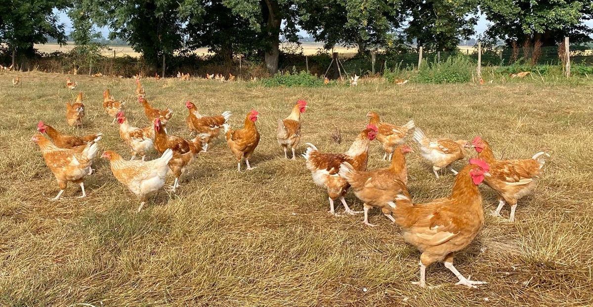 GAEC-la-ferme-du-pays-pissy-poville