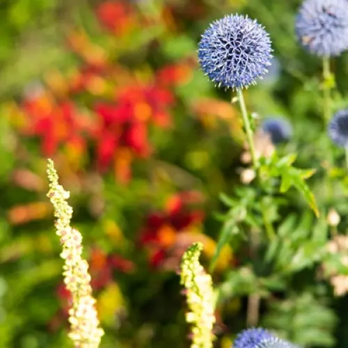 Site de visite - Jardin des Valérianes - 21.07.2021 - © Thomas Boivin  (36)