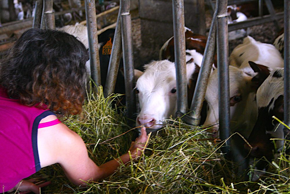 L'automne à la ferme en Normandie Caux Vexin