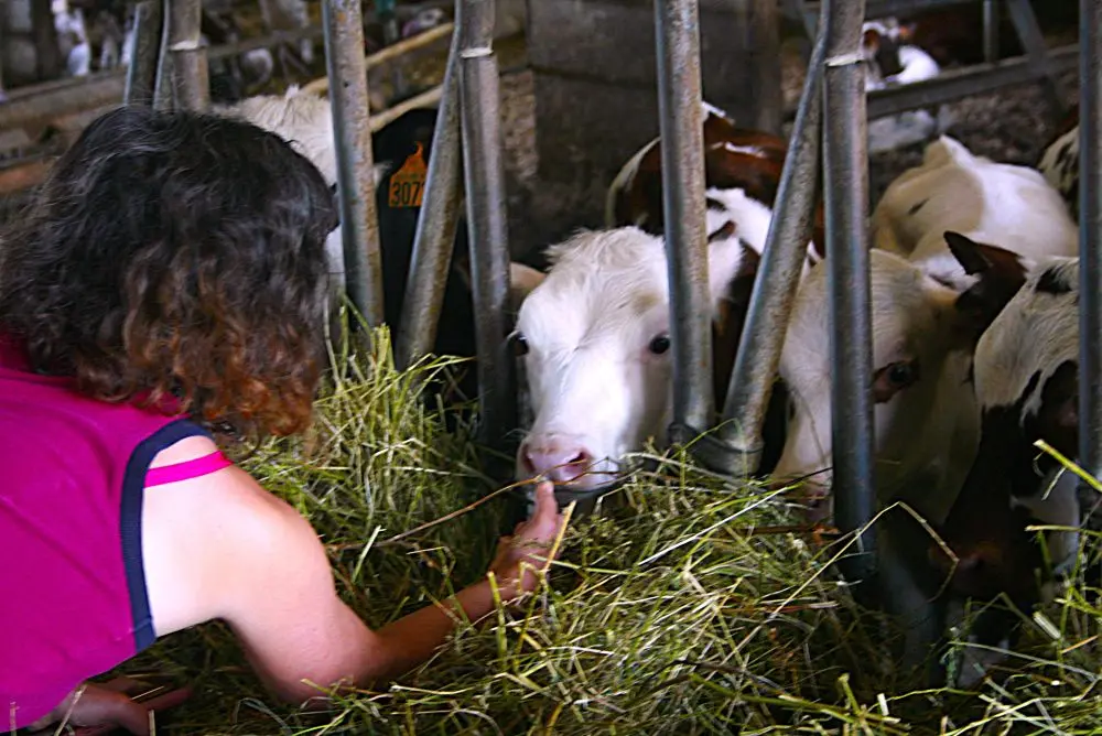 L'automne à la ferme en Normandie Caux Vexin