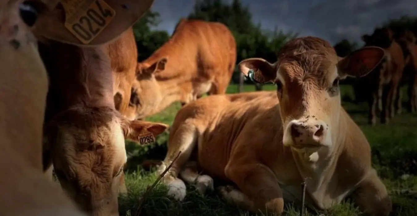 La Roulotte du Moulin de Rebets
