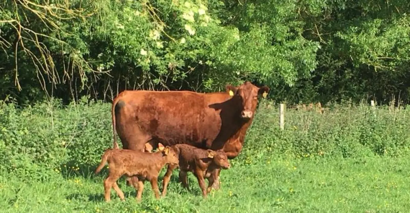 La Roulotte du Moulin de Rebets
