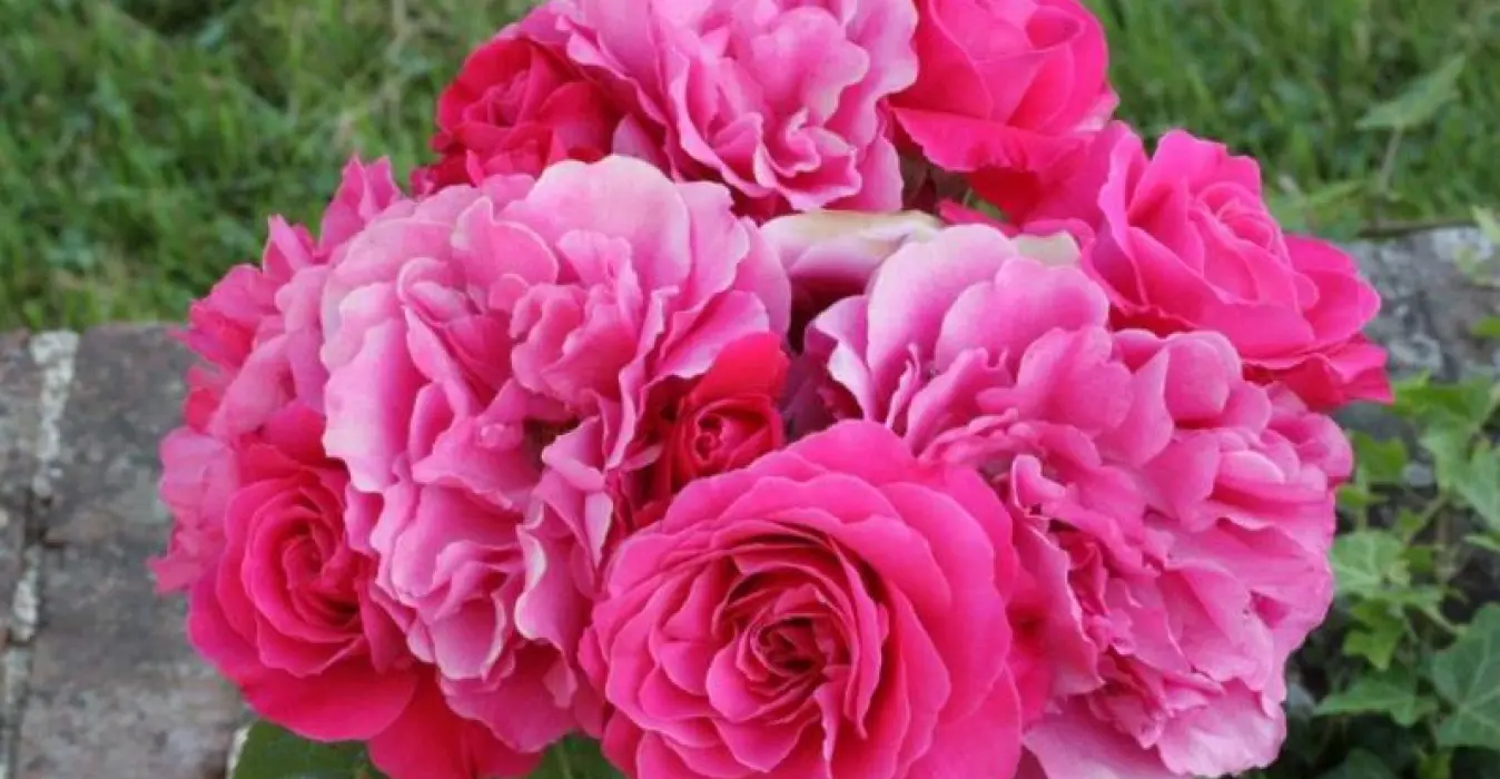 Les Chambres d'Hôtes d'Anne
