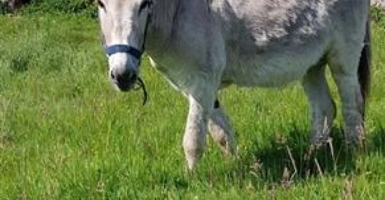 Les Chambres d'Hôtes d'Anne
