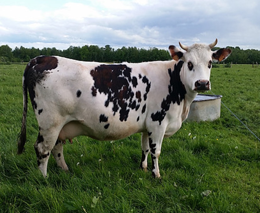 Ferme des Chataigniers
