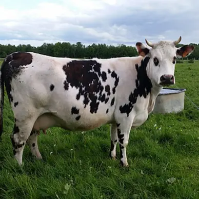 Ferme des Chataigniers