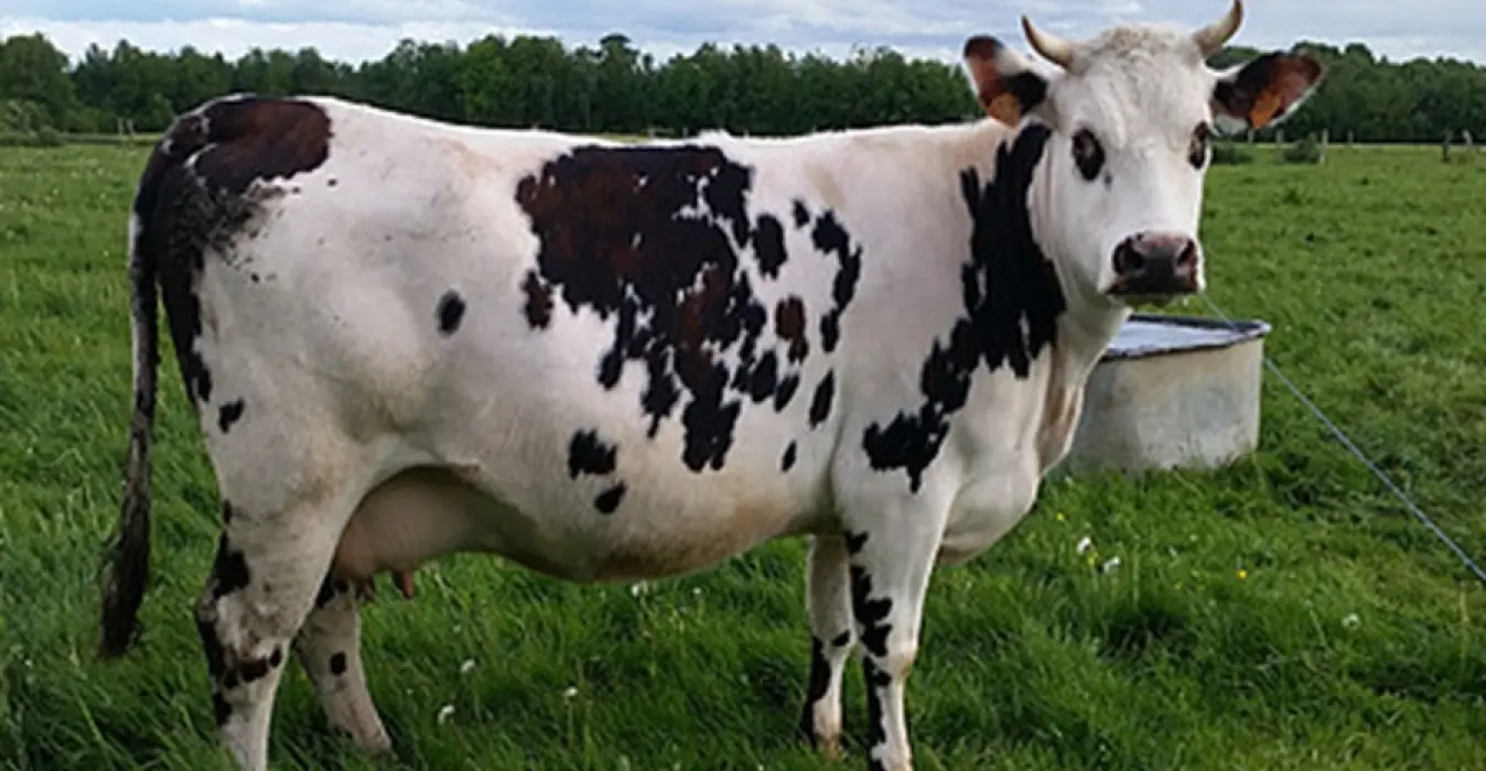 Ferme des Chataigniers
