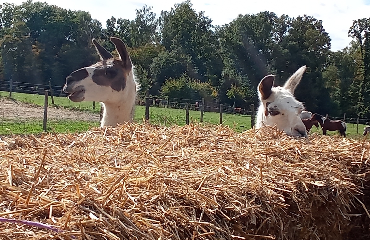 Journee-Portes-ouvertes-ferme-des-chataigners-2025-JH-OTNCV--10-