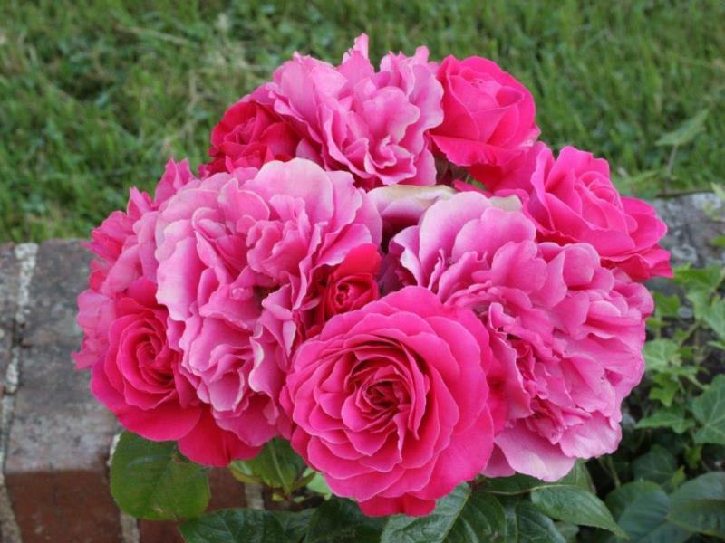 G24024-ae28ae33354b403bbdb9d59316495792