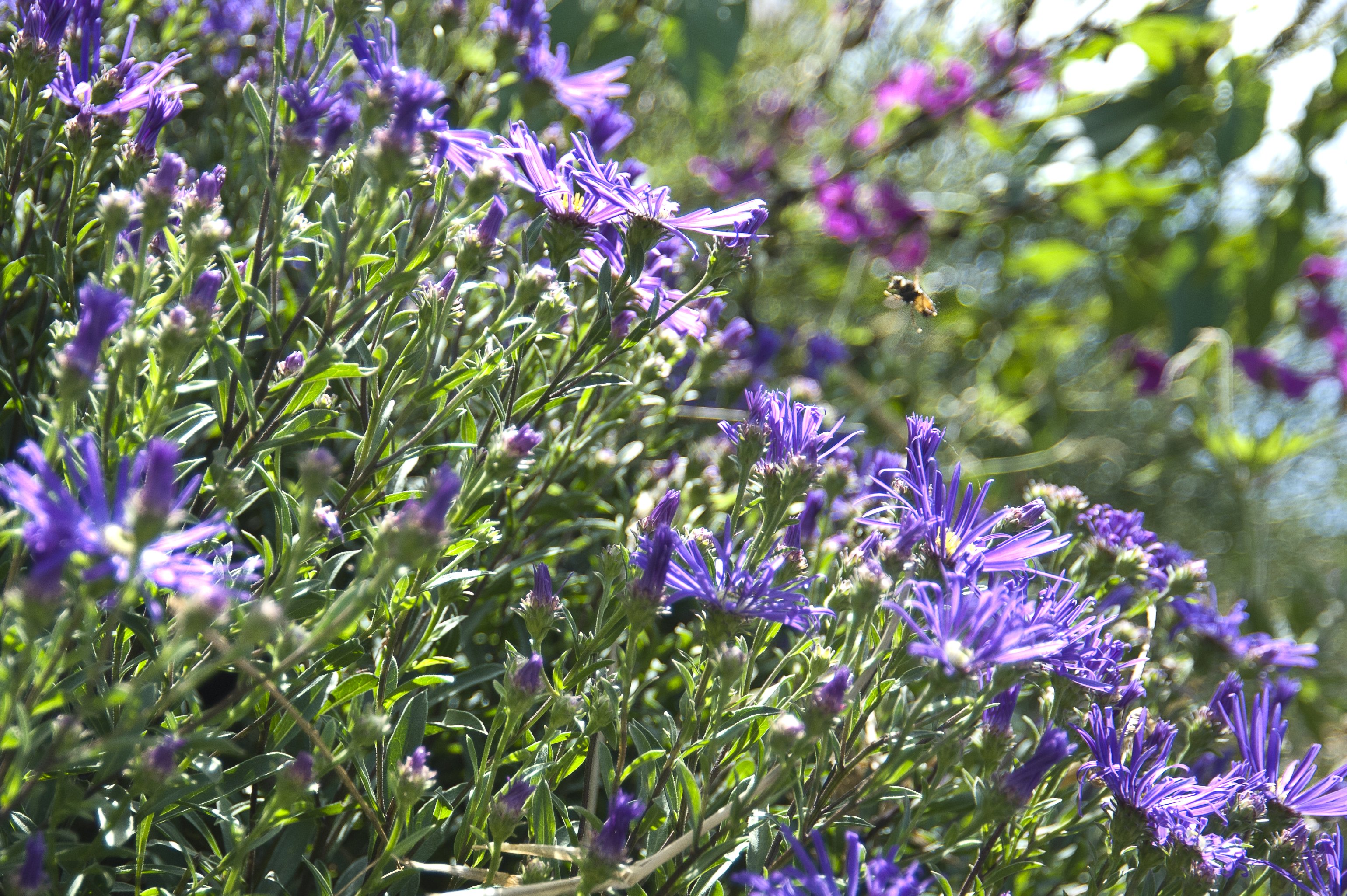 Réouverture du Jardin Plume