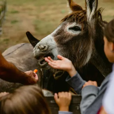 Atelier Éveil à la ferme