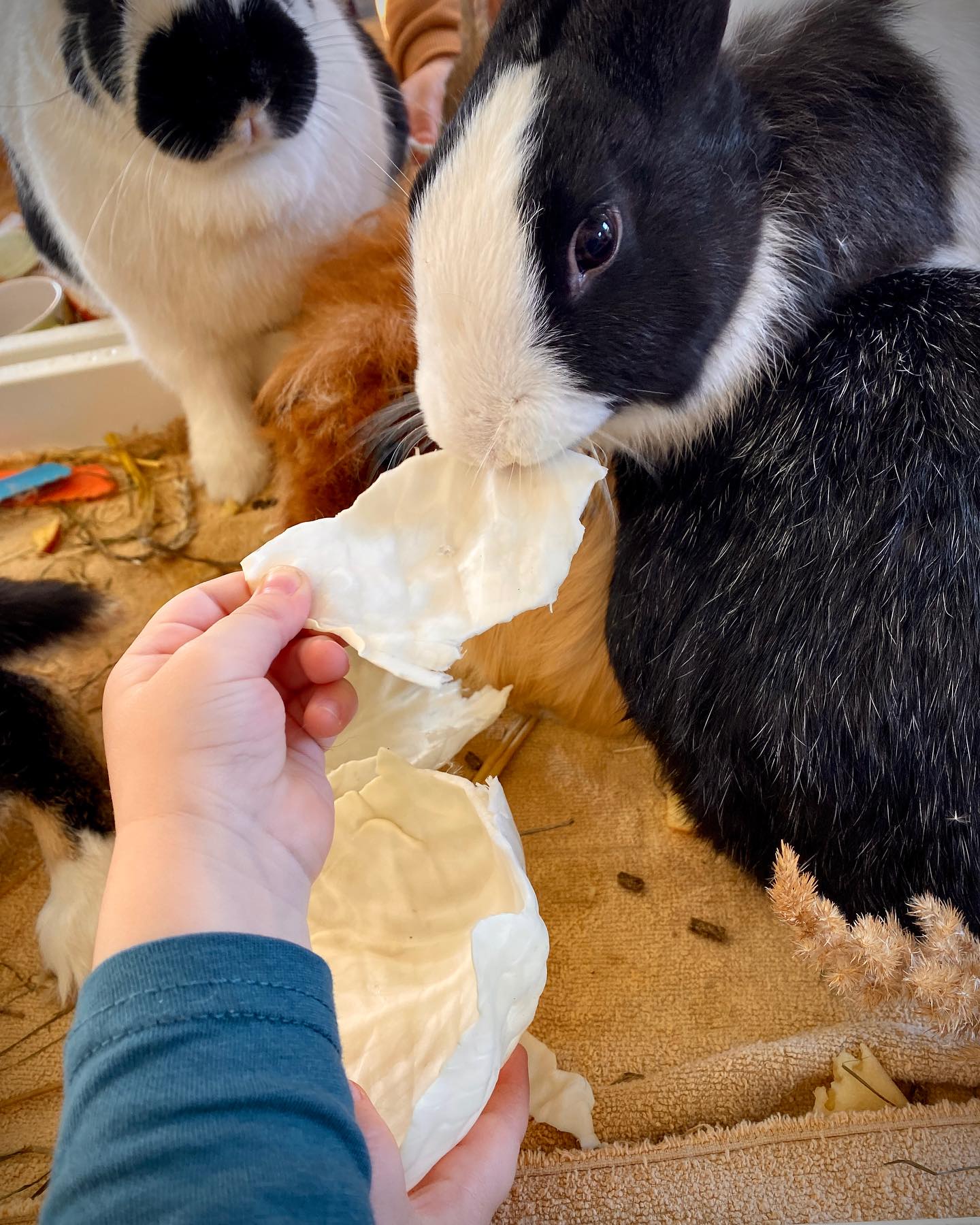 Atelier Petits fermiers