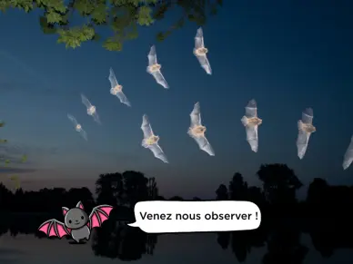Nuit de la chauve souris 