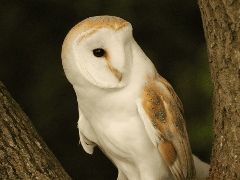 Découverte nature en famille - Je pelote donc je mange 