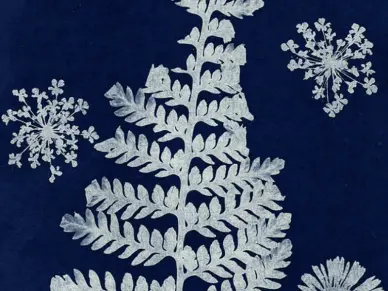 Découverte nature en famille - Le cyanotype