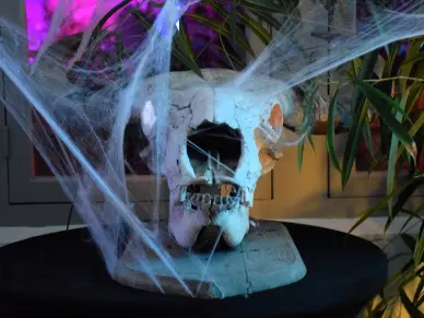 Découverte nature en famille - Halloween 