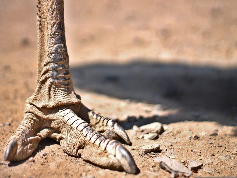 Visite guidée exposition Des dinosaures aux oiseaux 