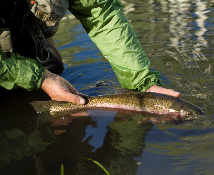 Pêche : grosses truites et saumons de fontaine