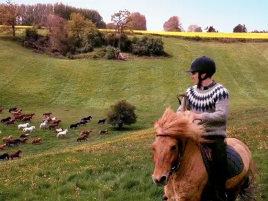 Balade en famille à cheval et poney 1h30