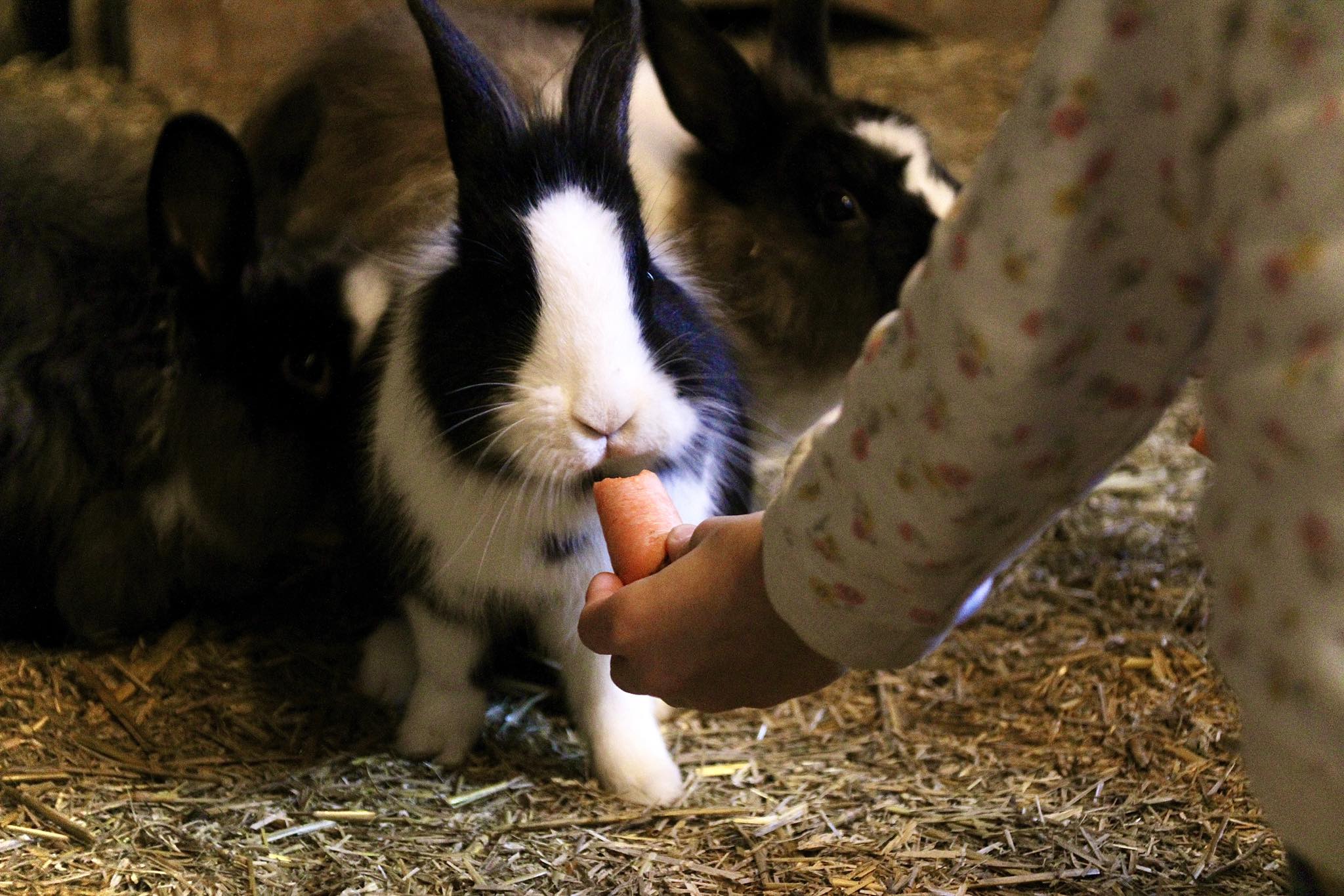 Atelier éveil à la ferme