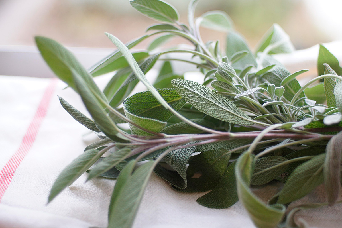 Atelier plantation aux bacs aromatiques