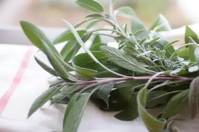 Atelier plantation aux bacs aromatiques