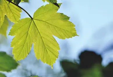 Acériades de Printemps