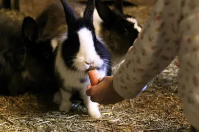 Atelier éveil à la ferme
