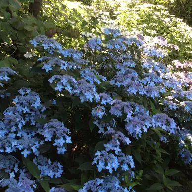 Les Hydrangéades du Mesnil